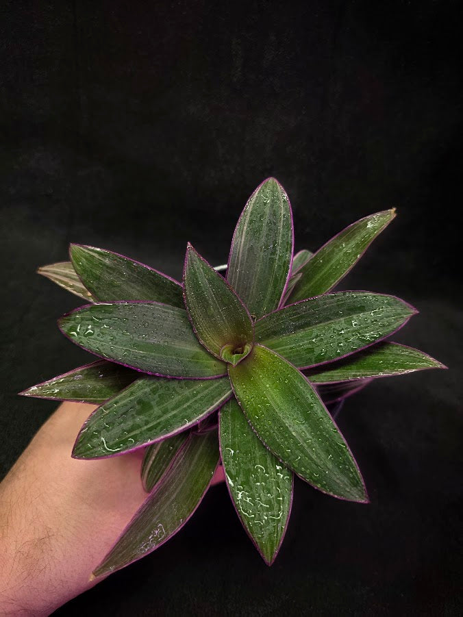Tradescantia Fluminensis Tricolor #01