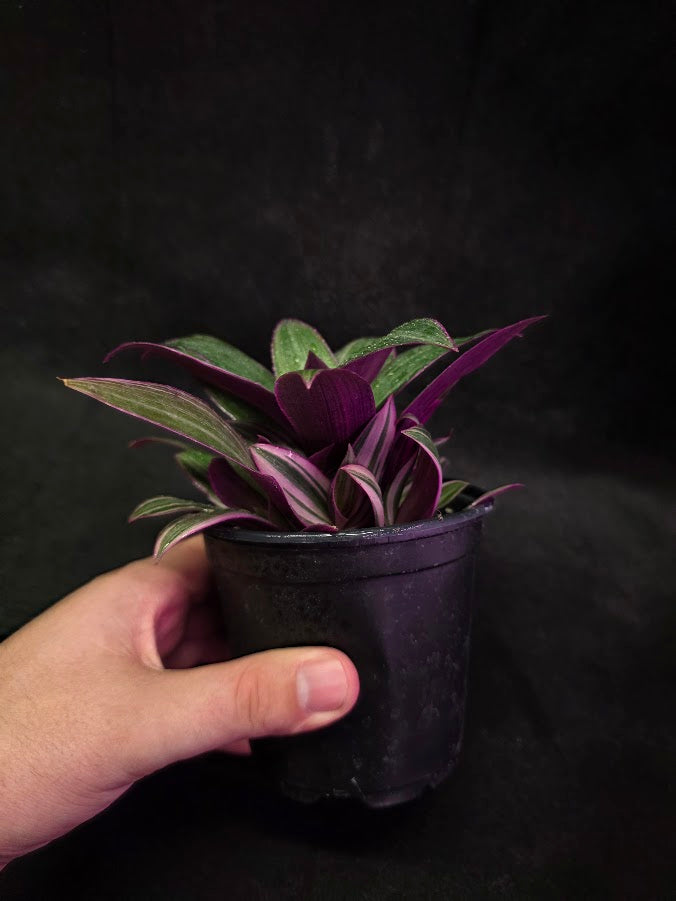Tradescantia Fluminensis Tricolor #01