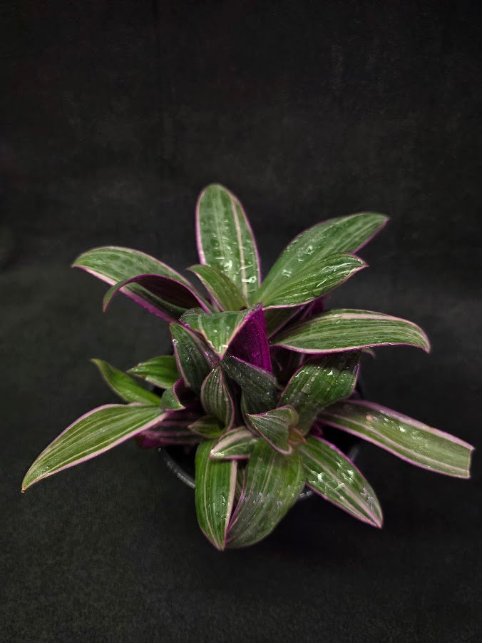 Tradescantia Fluminensis Tricolor #02