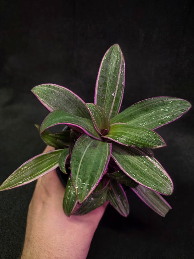 Tradescantia Fluminensis Tricolor #02