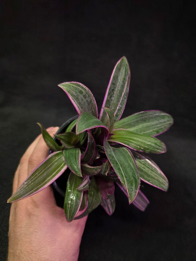 Tradescantia Fluminensis Tricolor #02
