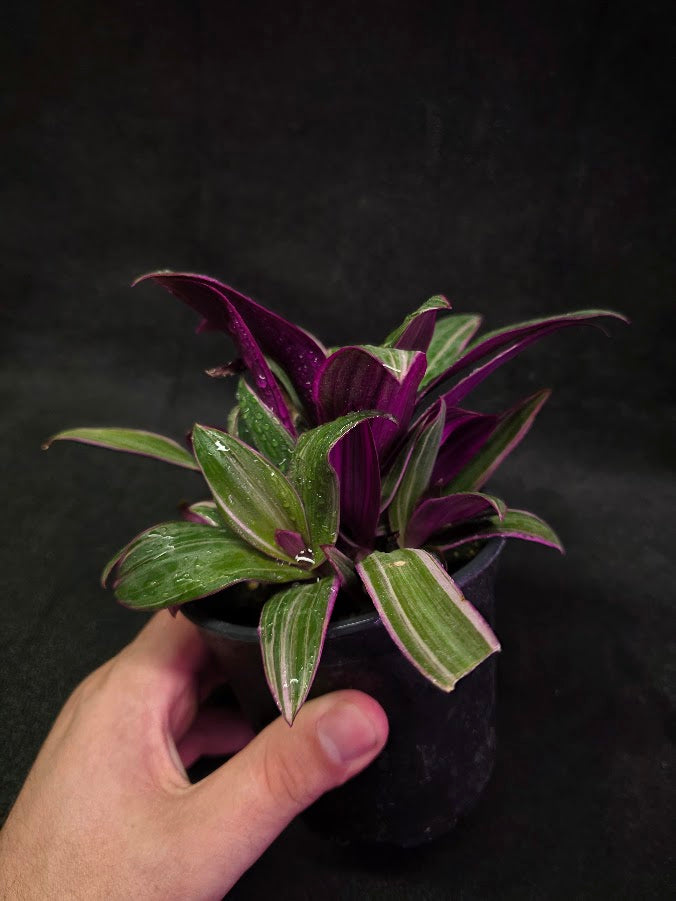 Tradescantia Fluminensis Tricolor #02