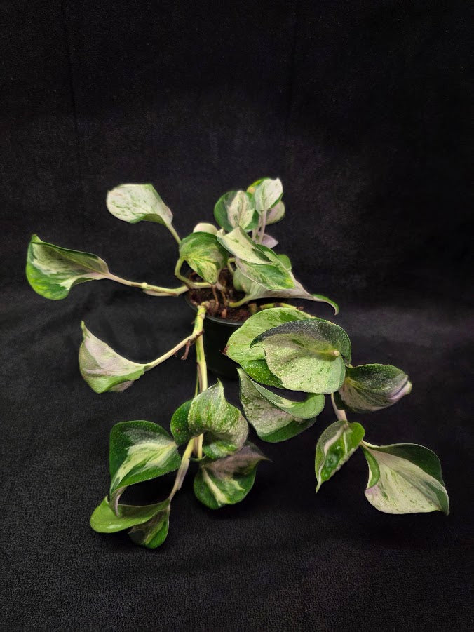 Manjula Pothos #01