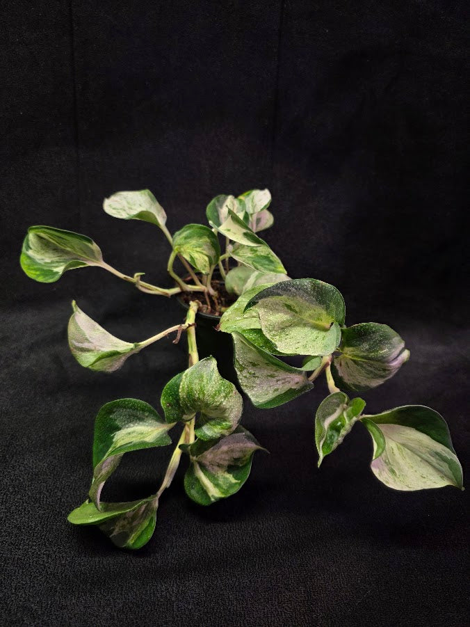 Manjula Pothos #01