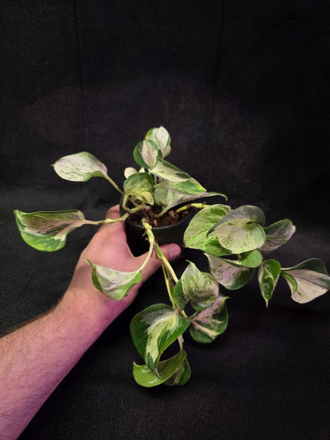 Manjula Pothos #01