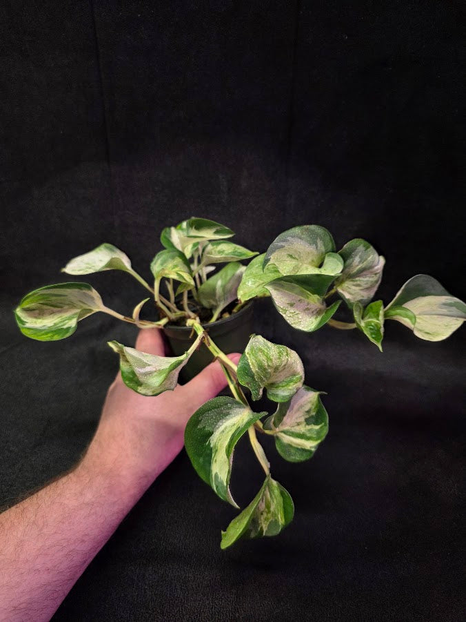 Manjula Pothos #01