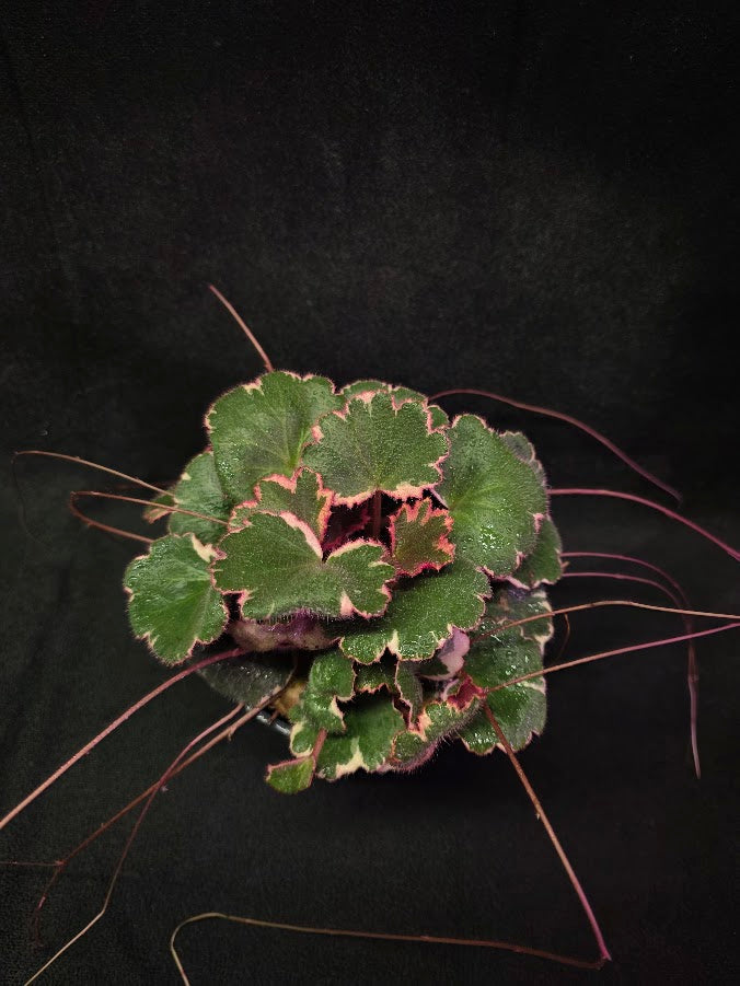 Variegated Strawberry Begonia (Saxifraga Stolonifera Variegata Or Tricolor) #01