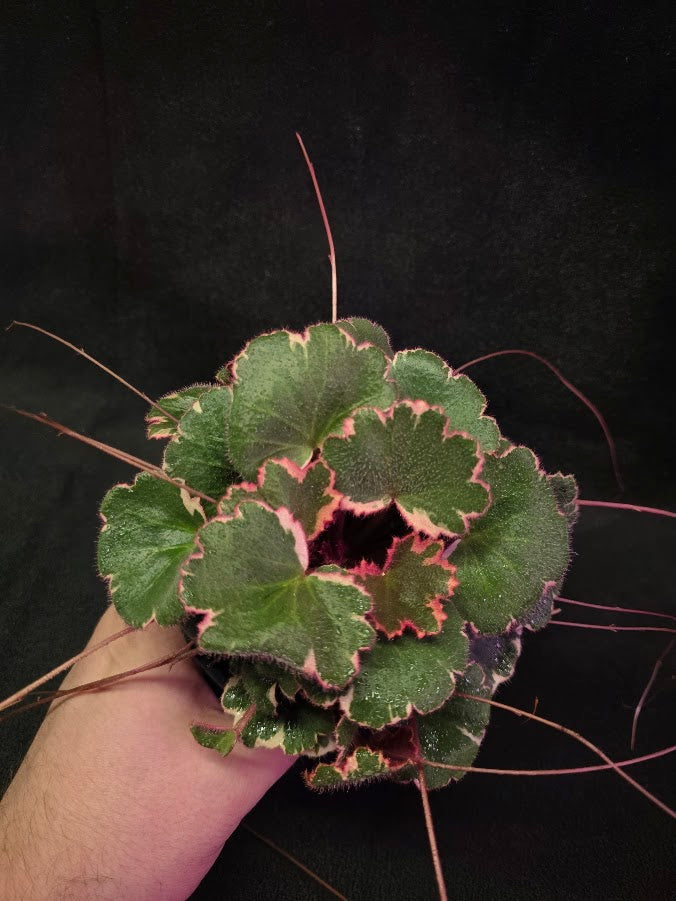 Variegated Strawberry Begonia (Saxifraga Stolonifera Variegata Or Tricolor) #01