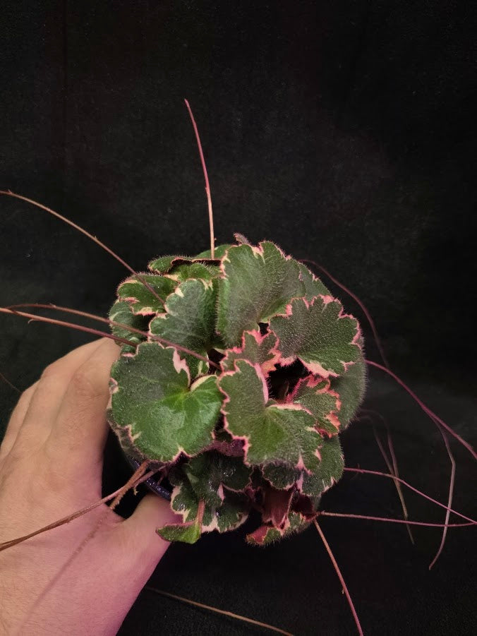 Variegated Strawberry Begonia (Saxifraga Stolonifera Variegata Or Tricolor) #01
