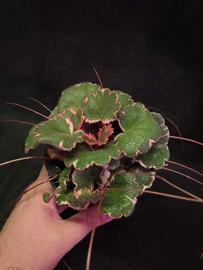 Variegated Strawberry Begonia (Saxifraga Stolonifera Variegata Or Tricolor) #01