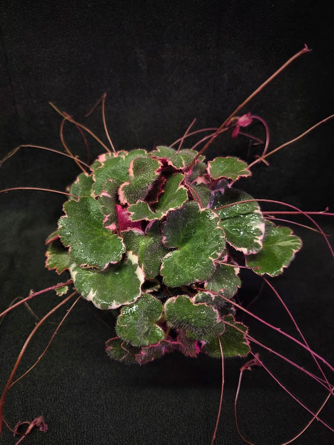 Variegated Strawberry Begonia (Saxifraga Stolonifera Variegata Or Tricolor) #02