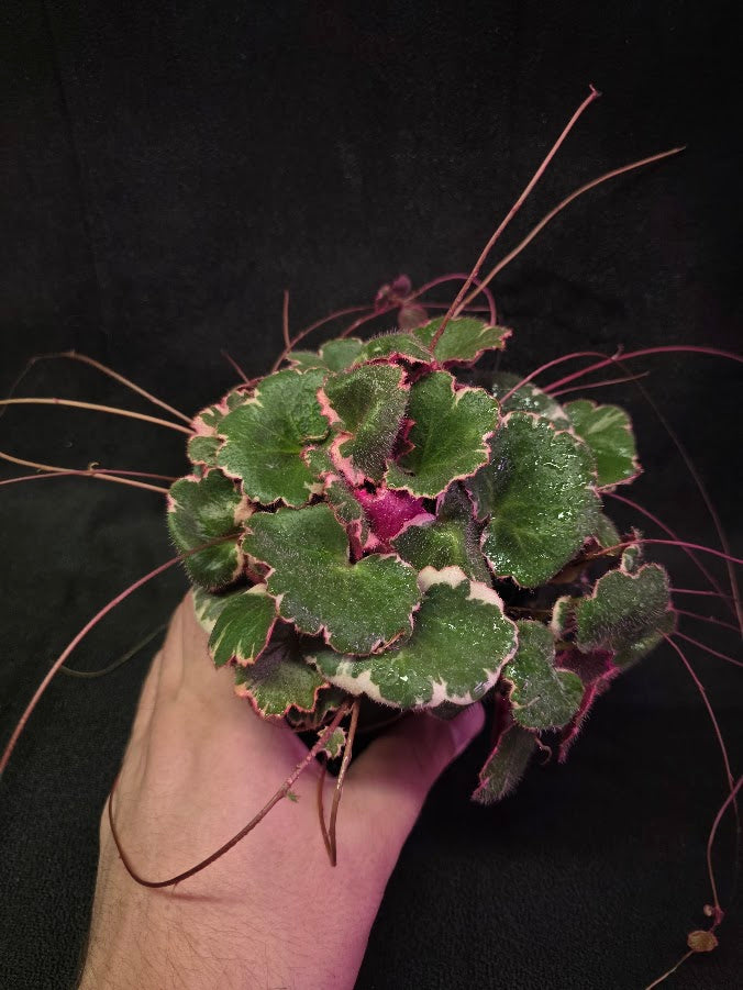 Variegated Strawberry Begonia (Saxifraga Stolonifera Variegata Or Tricolor) #02
