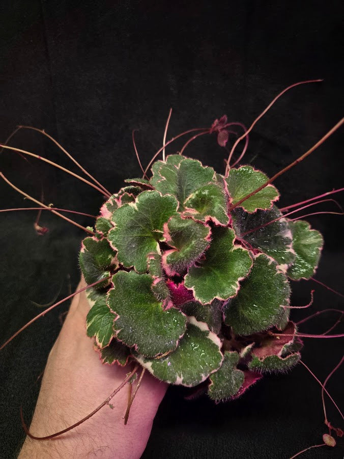 Variegated Strawberry Begonia (Saxifraga Stolonifera Variegata Or Tricolor) #02