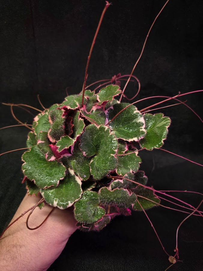 Variegated Strawberry Begonia (Saxifraga Stolonifera Variegata Or Tricolor) #02