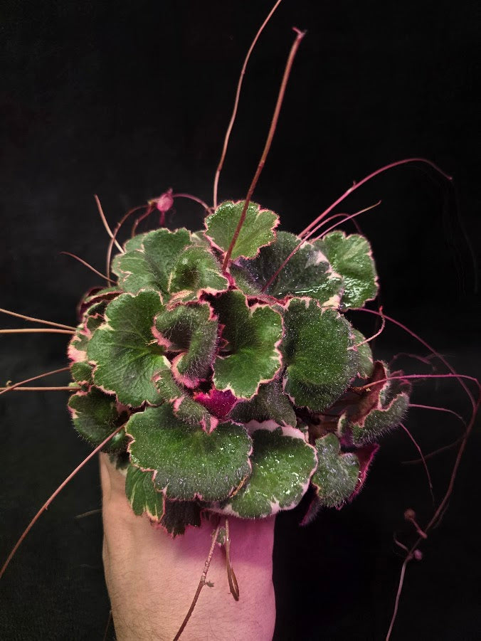 Variegated Strawberry Begonia (Saxifraga Stolonifera Variegata Or Tricolor) #02