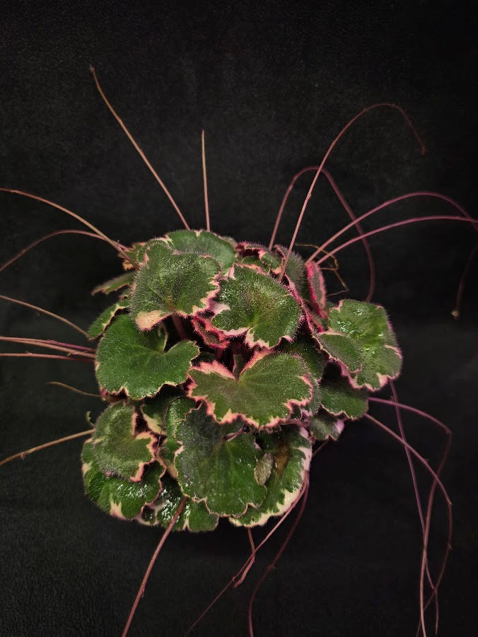 Variegated Strawberry Begonia (Saxifraga Stolonifera Variegata Or Tricolor) #03