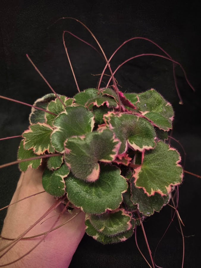 Variegated Strawberry Begonia (Saxifraga Stolonifera Variegata Or Tricolor) #03