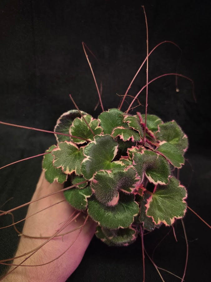 Variegated Strawberry Begonia (Saxifraga Stolonifera Variegata Or Tricolor) #03