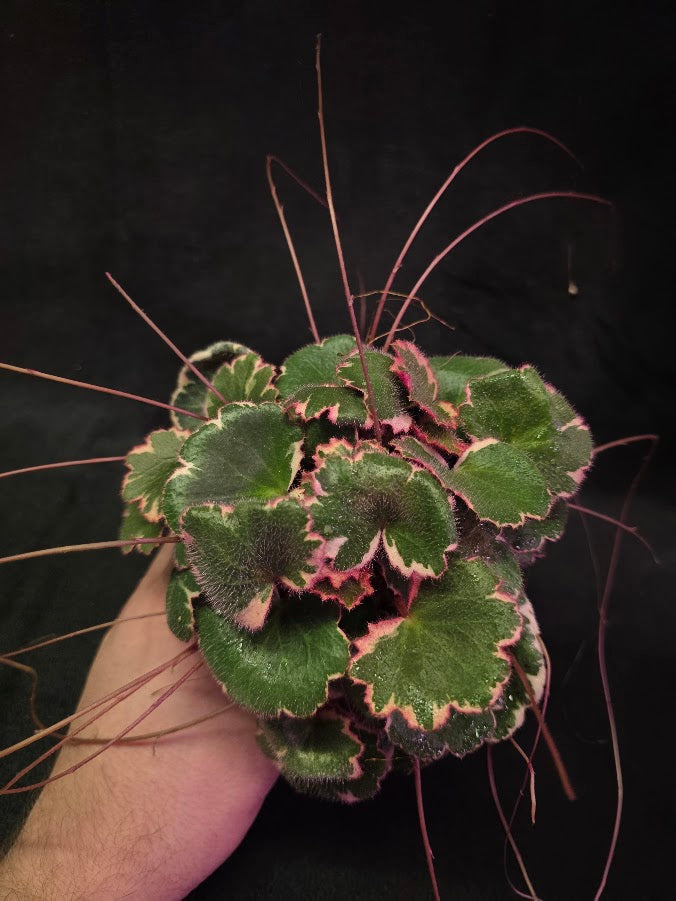 Variegated Strawberry Begonia (Saxifraga Stolonifera Variegata Or Tricolor) #03