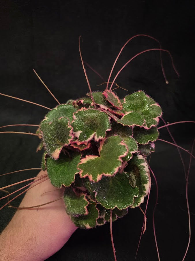 Variegated Strawberry Begonia (Saxifraga Stolonifera Variegata Or Tricolor) #03