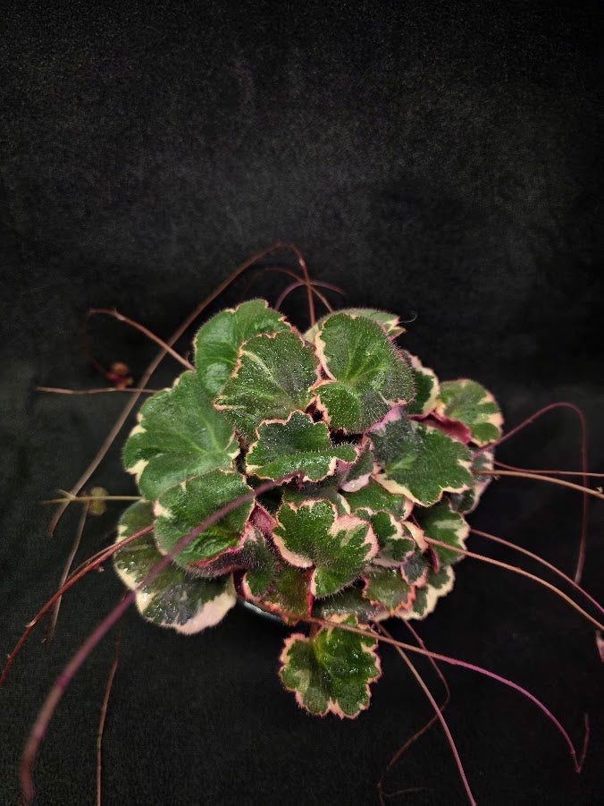 Variegated Strawberry Begonia (Saxifraga Stolonifera Variegata Or Tricolor) #04
