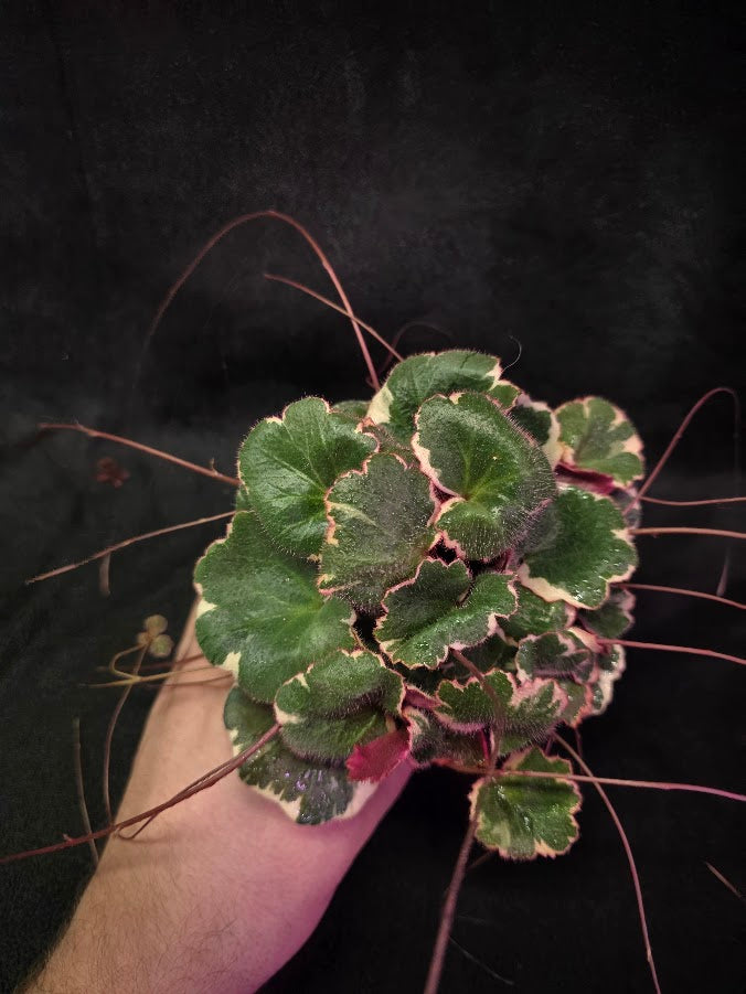 Variegated Strawberry Begonia (Saxifraga Stolonifera Variegata Or Tricolor) #04