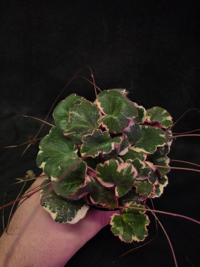 Variegated Strawberry Begonia (Saxifraga Stolonifera Variegata Or Tricolor) #04