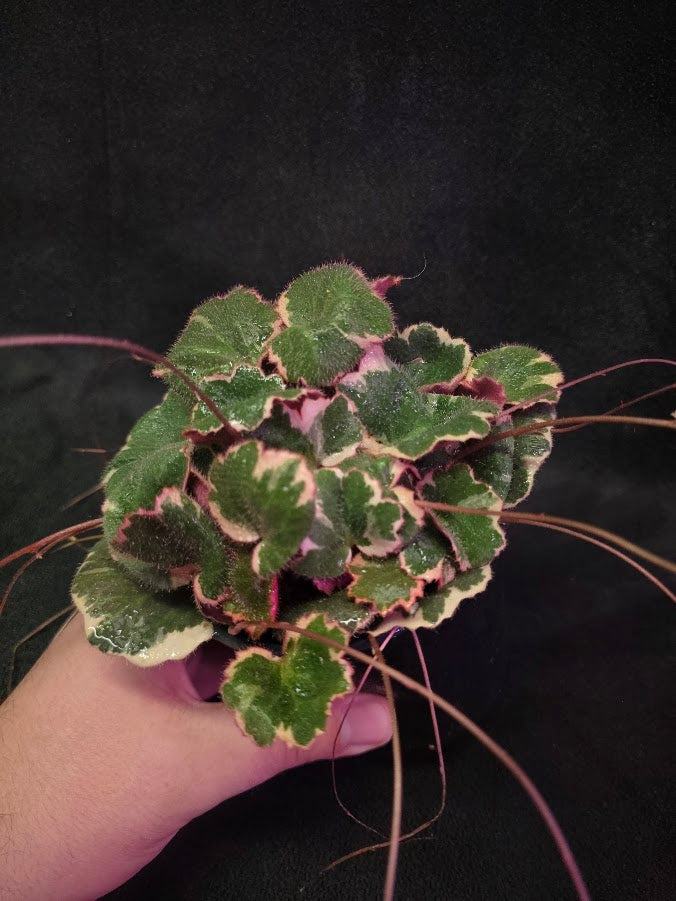 Variegated Strawberry Begonia (Saxifraga Stolonifera Variegata Or Tricolor) #04