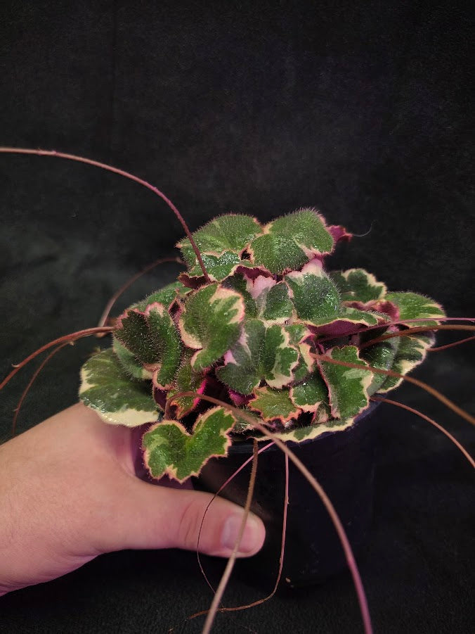Variegated Strawberry Begonia (Saxifraga Stolonifera Variegata Or Tricolor) #04