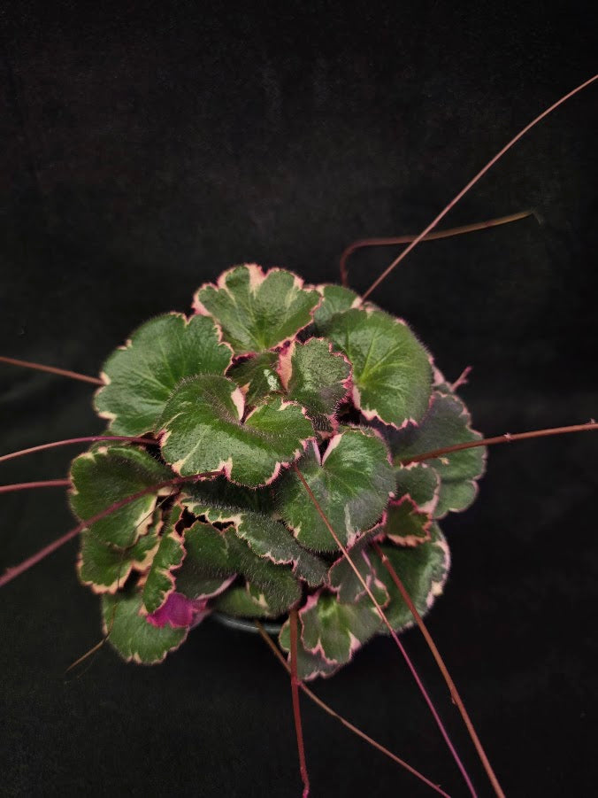 Variegated Strawberry Begonia (Saxifraga Stolonifera Variegata Or Tricolor) #05