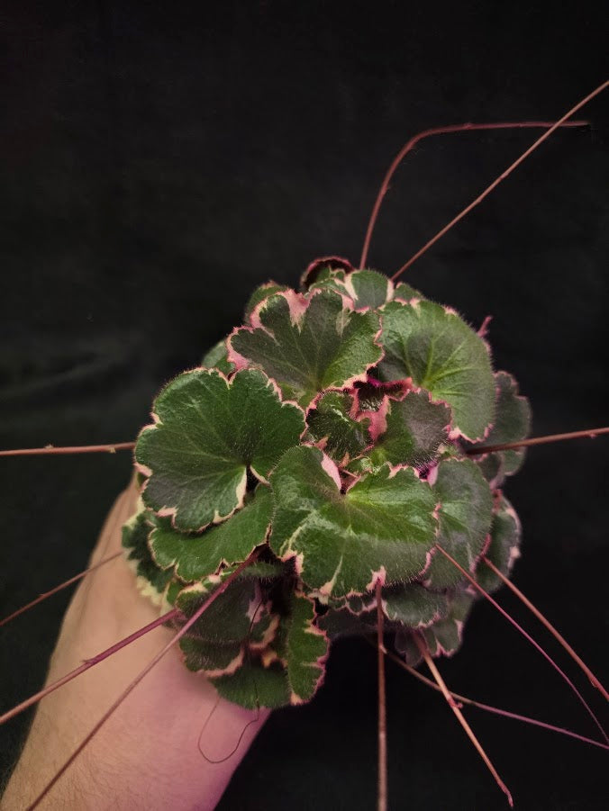 Variegated Strawberry Begonia (Saxifraga Stolonifera Variegata Or Tricolor) #05