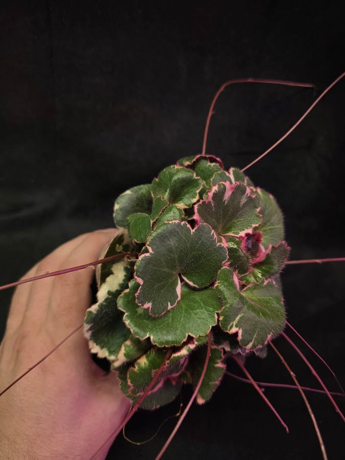 Variegated Strawberry Begonia (Saxifraga Stolonifera Variegata Or Tricolor) #05