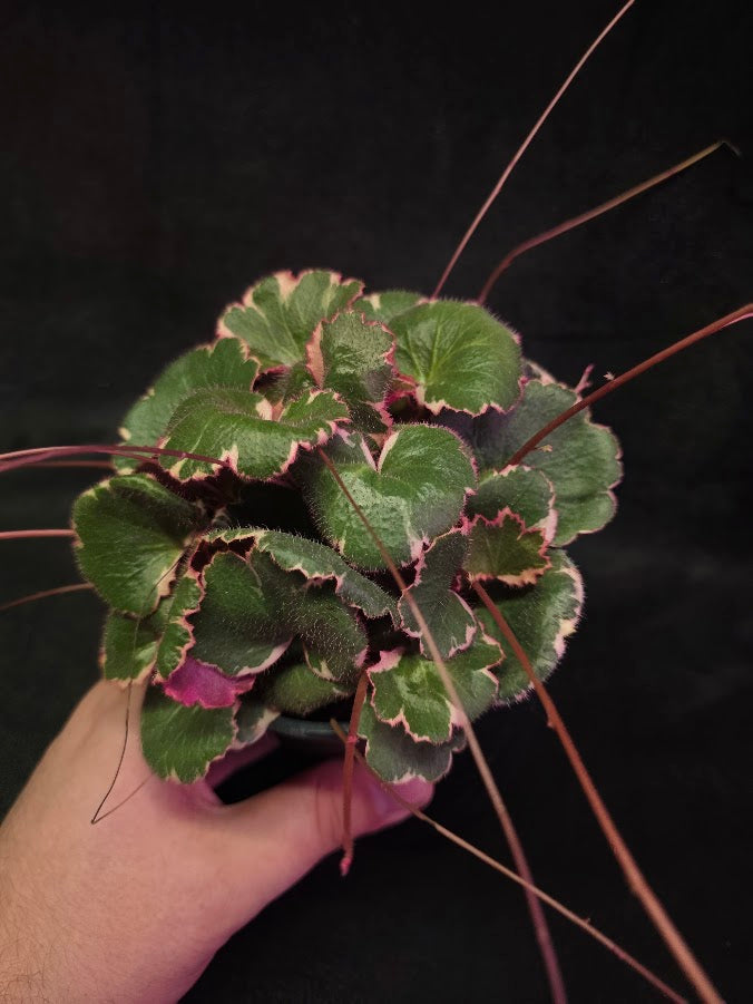 Variegated Strawberry Begonia (Saxifraga Stolonifera Variegata Or Tricolor) #05