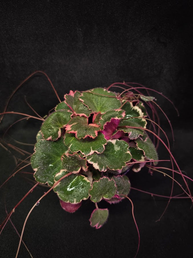 Variegated Strawberry Begonia (Saxifraga Stolonifera Variegata Or Tricolor) #06
