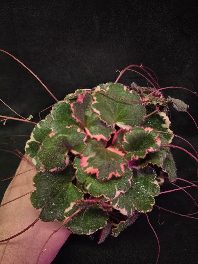Variegated Strawberry Begonia (Saxifraga Stolonifera Variegata Or Tricolor) #06
