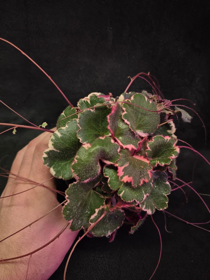 Variegated Strawberry Begonia (Saxifraga Stolonifera Variegata Or Tricolor) #06