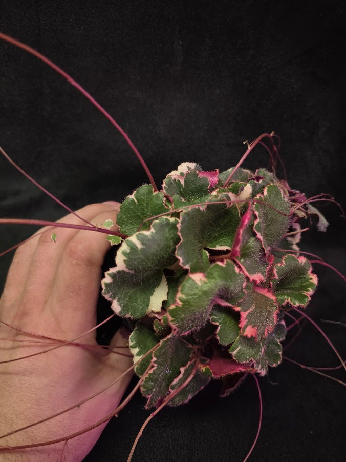 Variegated Strawberry Begonia (Saxifraga Stolonifera Variegata Or Tricolor) #06