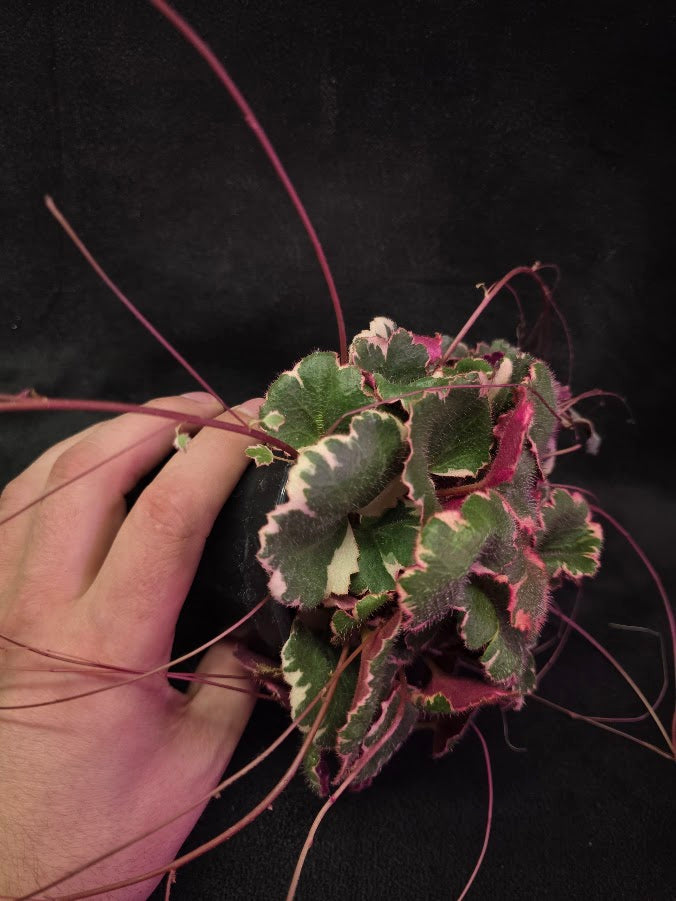 Variegated Strawberry Begonia (Saxifraga Stolonifera Variegata Or Tricolor) #06