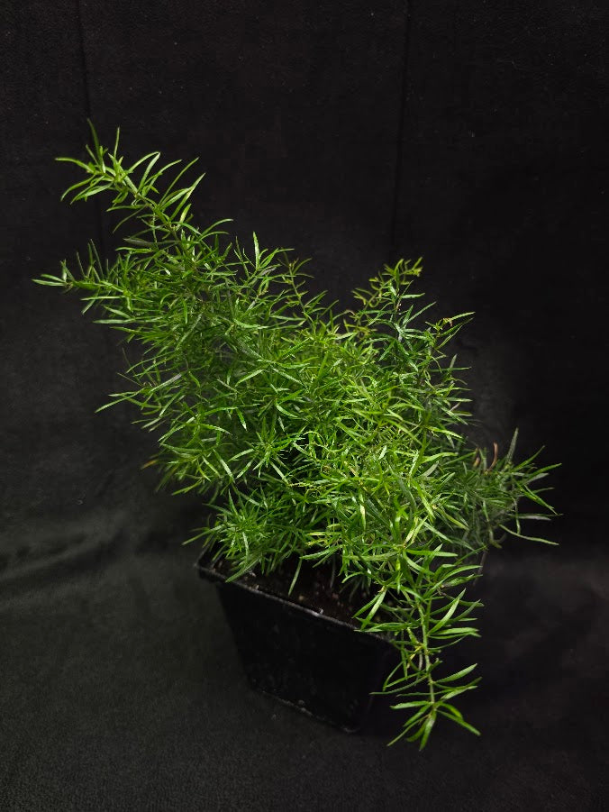 Asparagus Fern #01