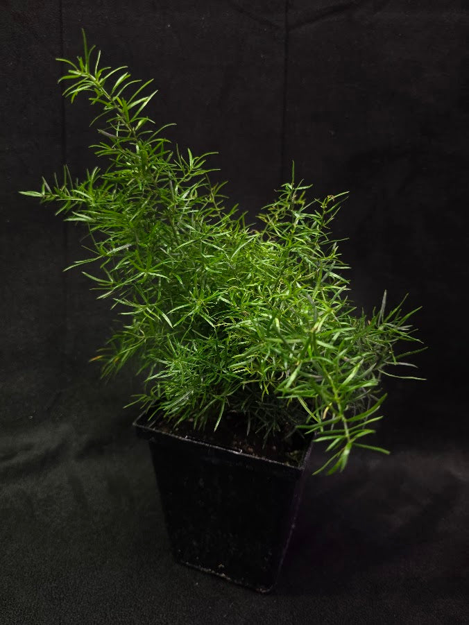 Asparagus Fern #01