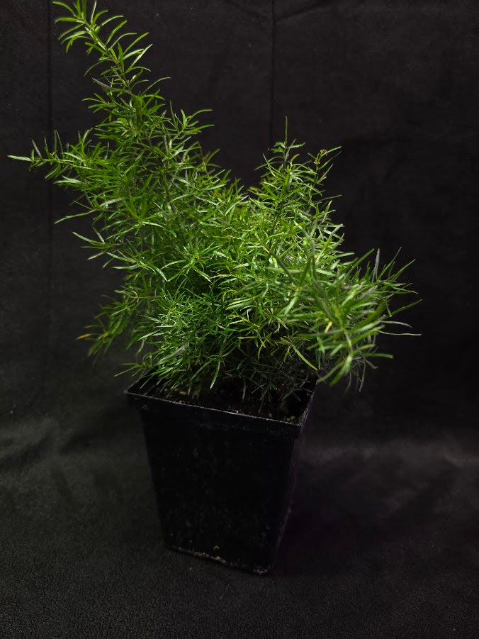Asparagus Fern #01