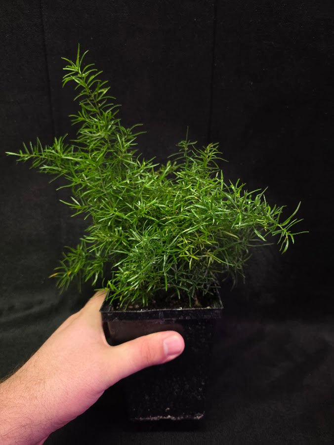 Asparagus Fern #01