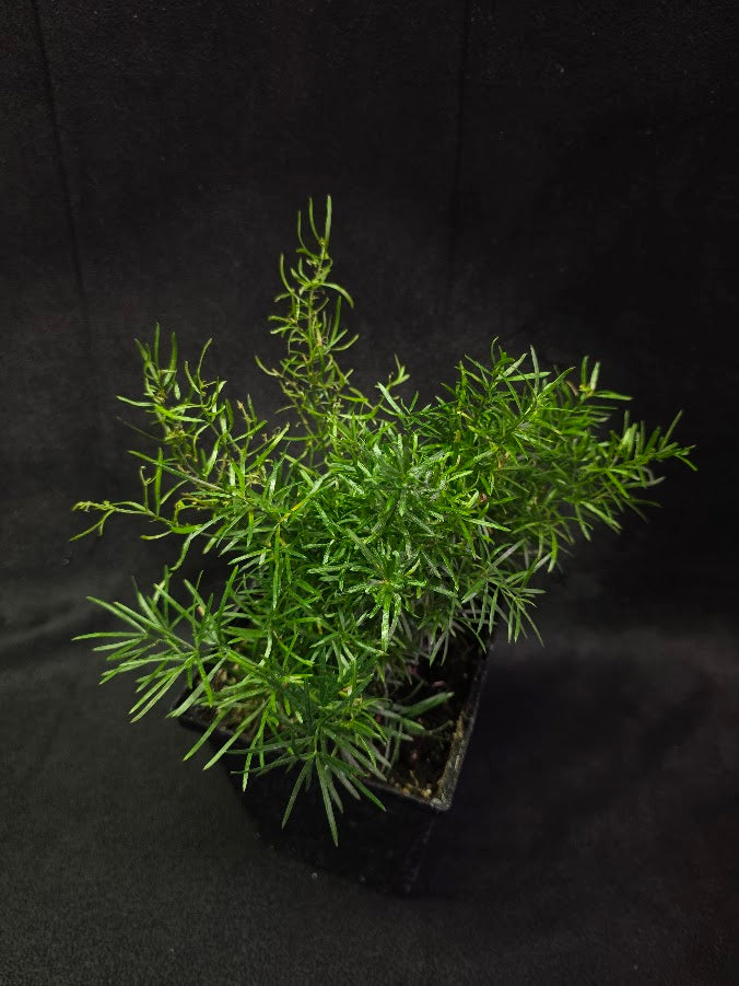 Asparagus Fern #02