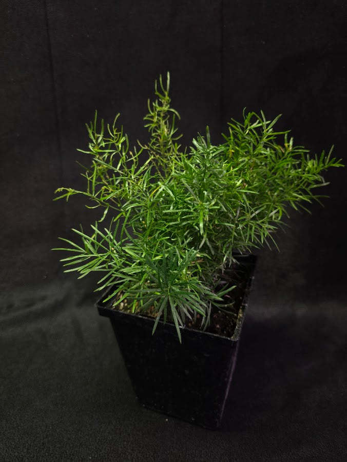 Asparagus Fern #02