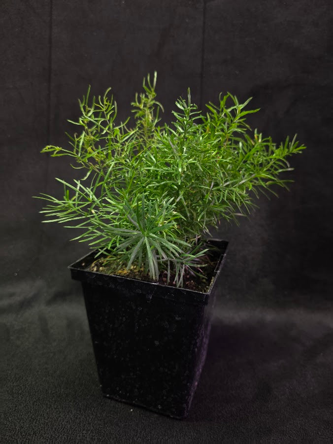 Asparagus Fern #02