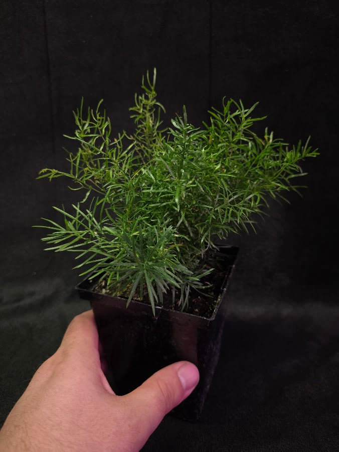 Asparagus Fern #02