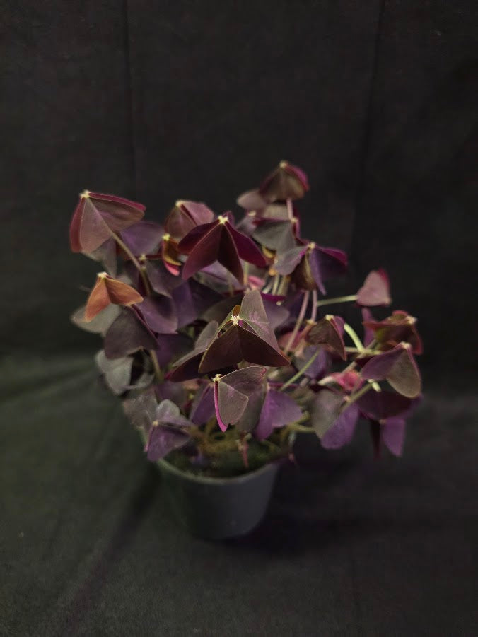 Purple Oxalis #01