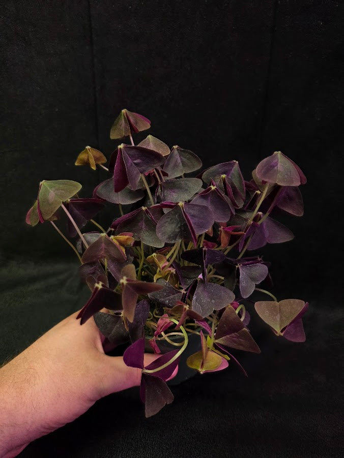 Purple Oxalis #01