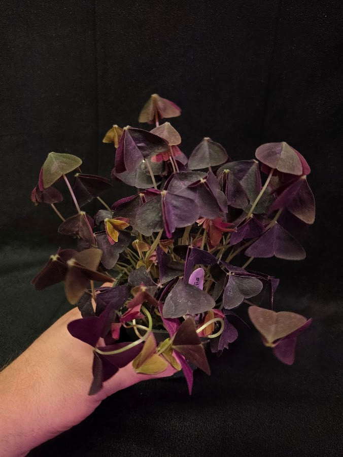 Purple Oxalis #01