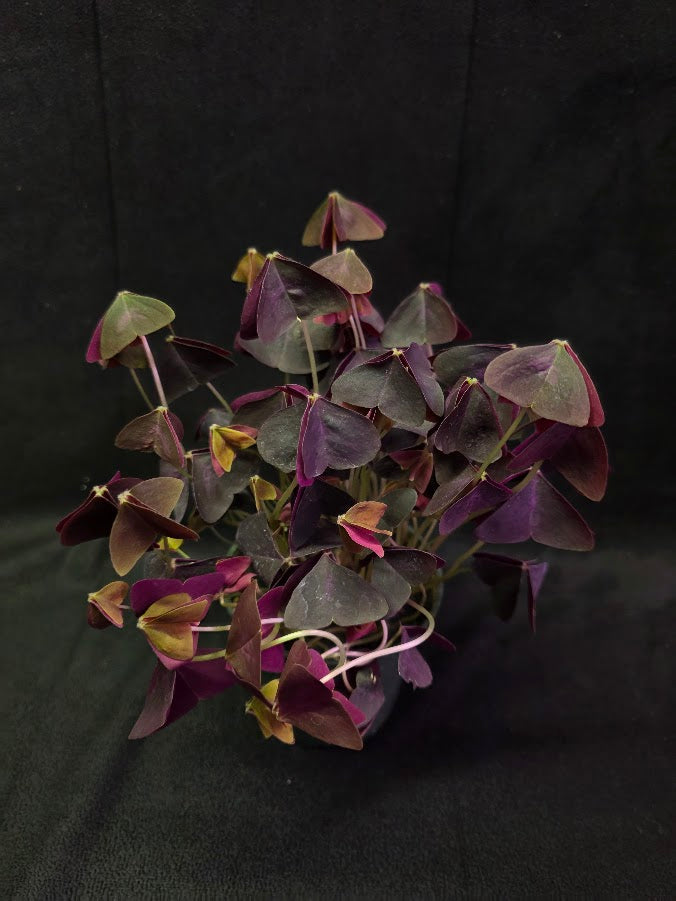 Purple Oxalis #01